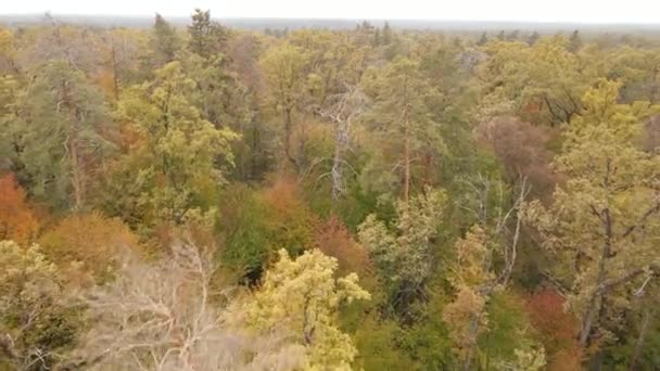 Forest with trees in an autumn day — Stock Video