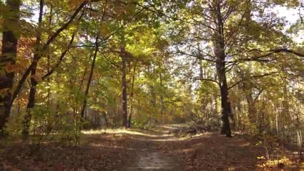 Лес с деревьями в осенний день — стоковое видео