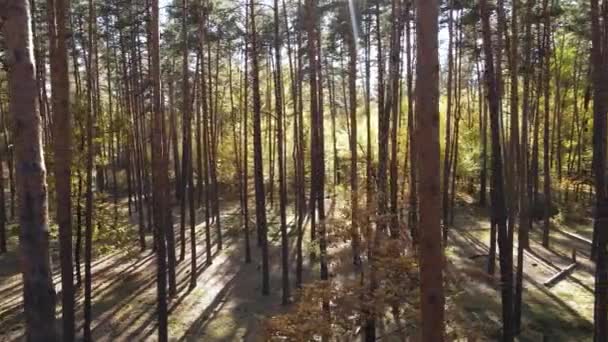 Skog med träd en höstdag — Stockvideo