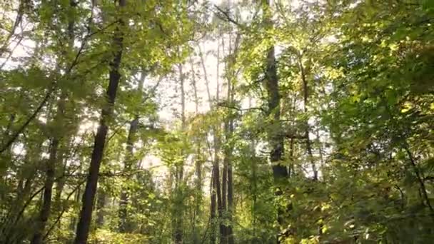 낮 에는 나무들이 우거진 숲 풍경 — 비디오