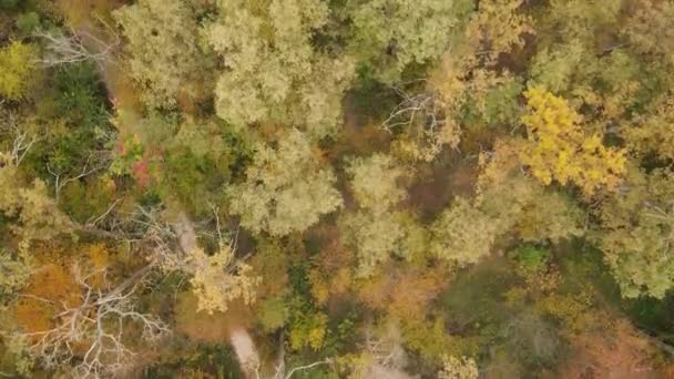 Paysage forestier d'automne avec arbres le jour — Video