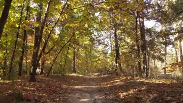 Paisaje forestal otoñal con árboles durante el día — Vídeo de stock