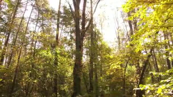 Höstskogslandskap med träd på dagen — Stockvideo