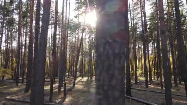 Herfst boslandschap met bomen per dag — Stockvideo