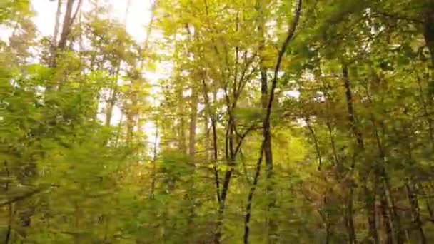 Paisaje forestal otoñal con árboles durante el día — Vídeos de Stock