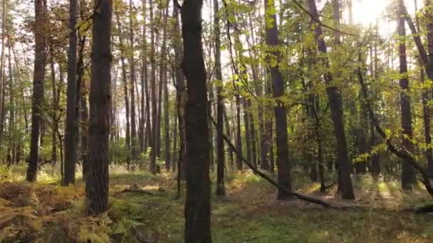 Jesienny krajobraz leśny z drzewami w dzień — Wideo stockowe