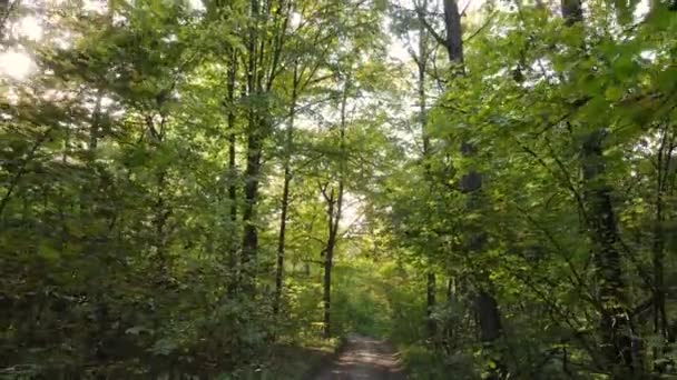 Herfst boslandschap met bomen per dag — Stockvideo