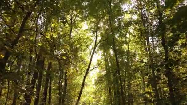 Bomen in het bos op een herfstdag — Stockvideo