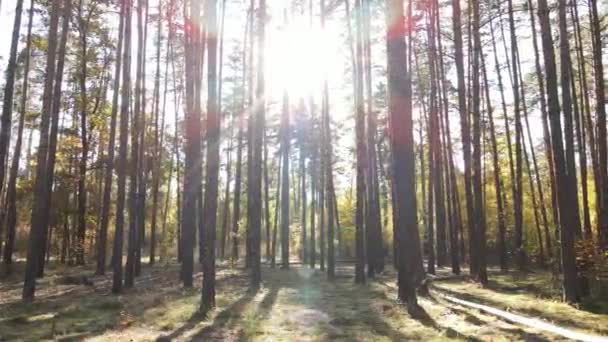 Drzewa w lesie w jesienny dzień — Wideo stockowe