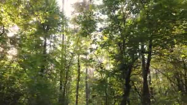 Árvores na floresta em um dia de outono — Vídeo de Stock