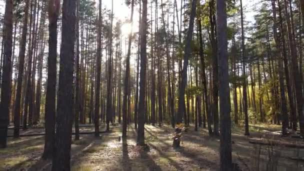 Fák az erdőben egy őszi napon — Stock videók