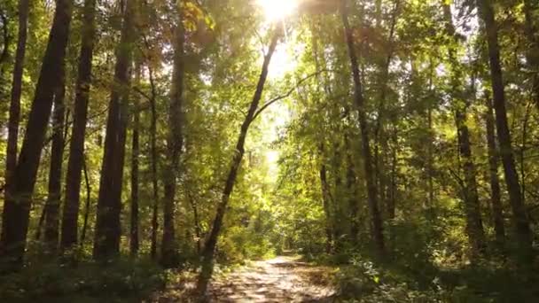 Bomen in het bos op een herfstdag — Stockvideo