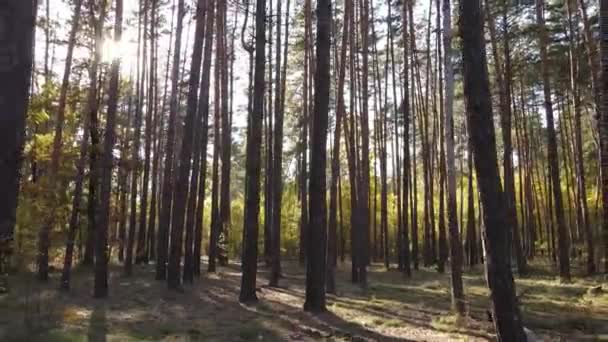 Δέντρα στο δάσος μια φθινοπωρινή μέρα — Αρχείο Βίντεο