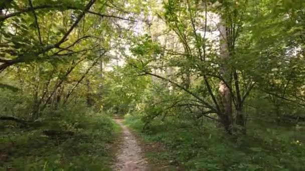 Bäume im Wald an einem Herbsttag — Stockvideo