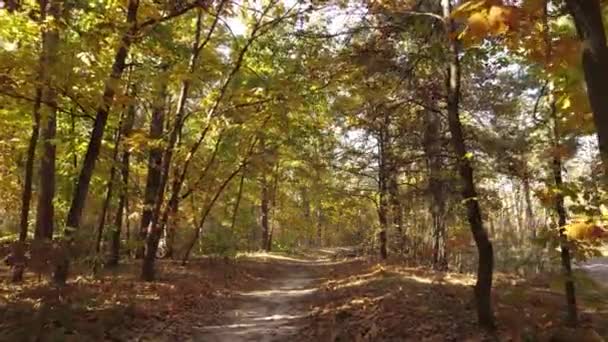 Árboles en el bosque en un día de otoño — Vídeo de stock