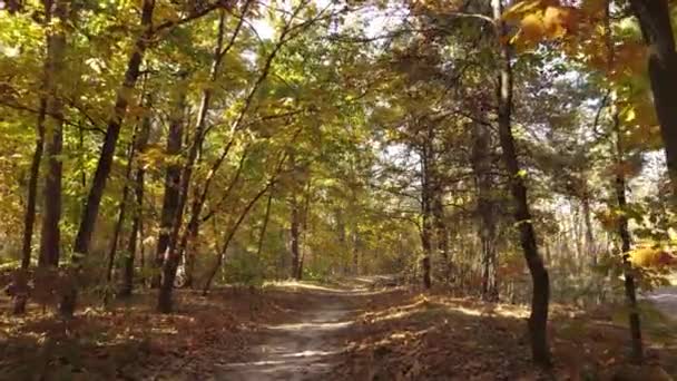 Árvores na floresta em um dia de outono — Vídeo de Stock