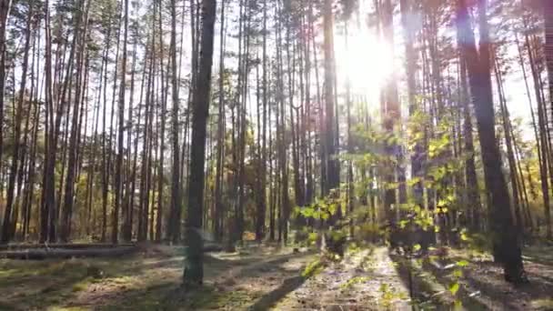 Les arbres dans la forêt un jour d'automne — Video