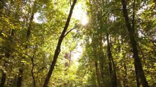 Träd i skogen en höstdag — Stockvideo