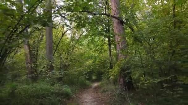 Bäume im Wald an einem Herbsttag — Stockvideo