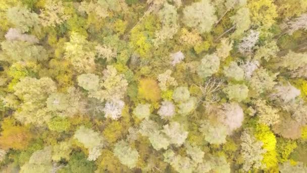 秋の日に森の木々 — ストック動画