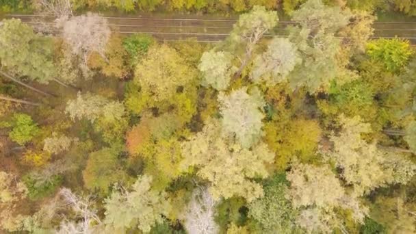 Les arbres dans la forêt un jour d'automne — Video