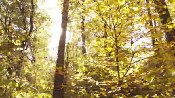 Träd i skogen en höstdag — Stockvideo