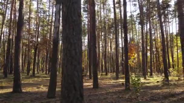 Alberi nella foresta in una giornata autunnale — Video Stock