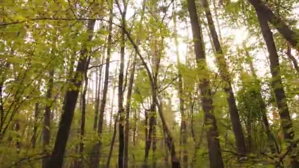 Árvores na floresta em um dia de outono — Vídeo de Stock