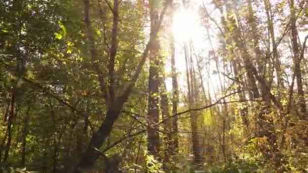 Bäume im Wald an einem Herbsttag — Stockvideo