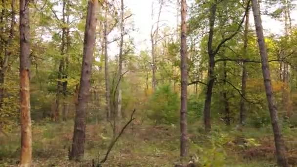 Деревья в лесу в осенний день — стоковое видео