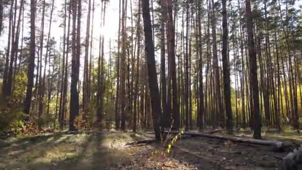낮 에는 나무가 있는 숲 — 비디오