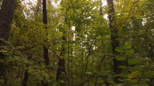 Skog med träd på hösten under dagen — Stockvideo