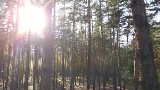 Skog med träd på hösten under dagen — Stockvideo