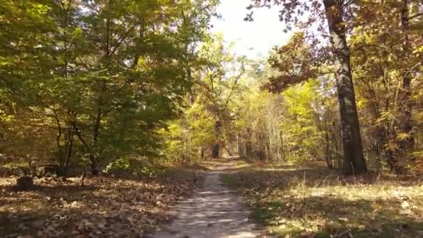 Лес с деревьями осенью в течение дня — стоковое видео