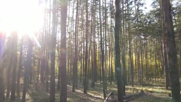 Bos met bomen in de herfst overdag — Stockvideo