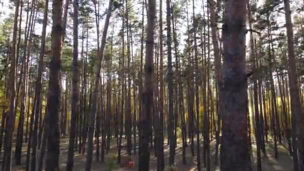 Skog med träd på hösten under dagen — Stockvideo