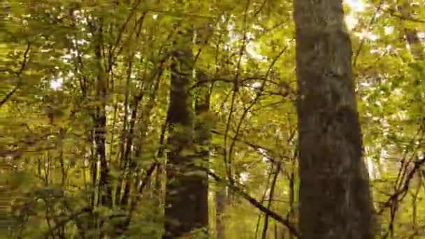 Foresta con alberi in autunno durante il giorno — Video Stock