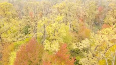 Gündüz vakti ağaçlarla kaplı bir orman.