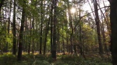 Gündüz vakti ağaçlarla kaplı bir orman.