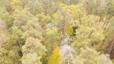 Gündüz vakti ağaçlarla kaplı bir orman.