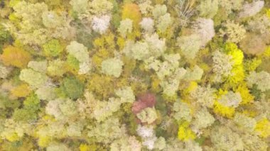 Gündüz vakti ağaçlarla kaplı bir orman.