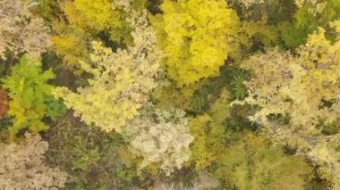 Gündüz vakti ağaçlarla kaplı bir orman.