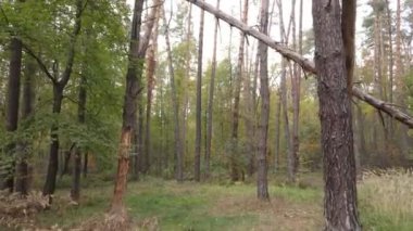 Gündüz vakti ağaçlarla kaplı bir orman.