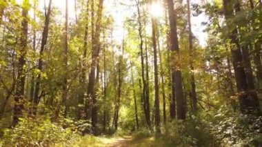 Gündüz vakti ağaçlarla kaplı bir orman.