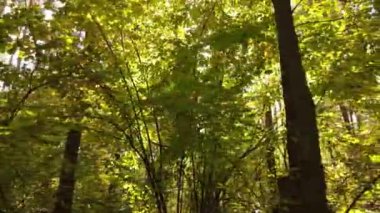 Gündüz vakti ağaçlarla kaplı bir orman.