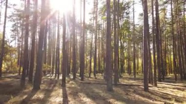 Gündüz vakti ağaçlarla kaplı bir orman.