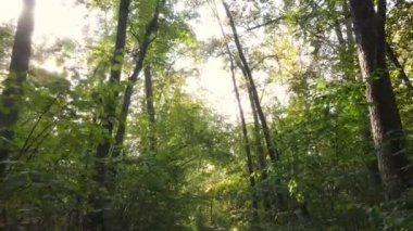 Gündüz vakti ağaçlarla kaplı bir orman.