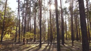 Gündüz vakti ağaçlarla kaplı bir orman.