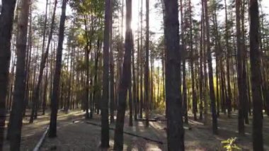 Gündüz vakti ağaçlarla kaplı bir orman.