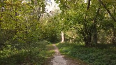 Gündüz vakti ağaçlarla kaplı bir orman.
